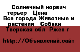 Солнечный норвич терьер › Цена ­ 35 000 - Все города Животные и растения » Собаки   . Тверская обл.,Ржев г.